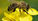 Abejas