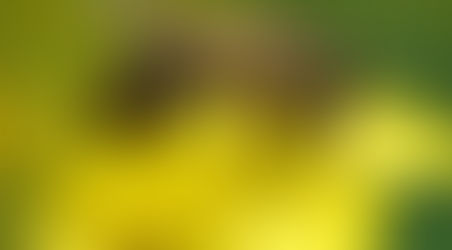 Abejas